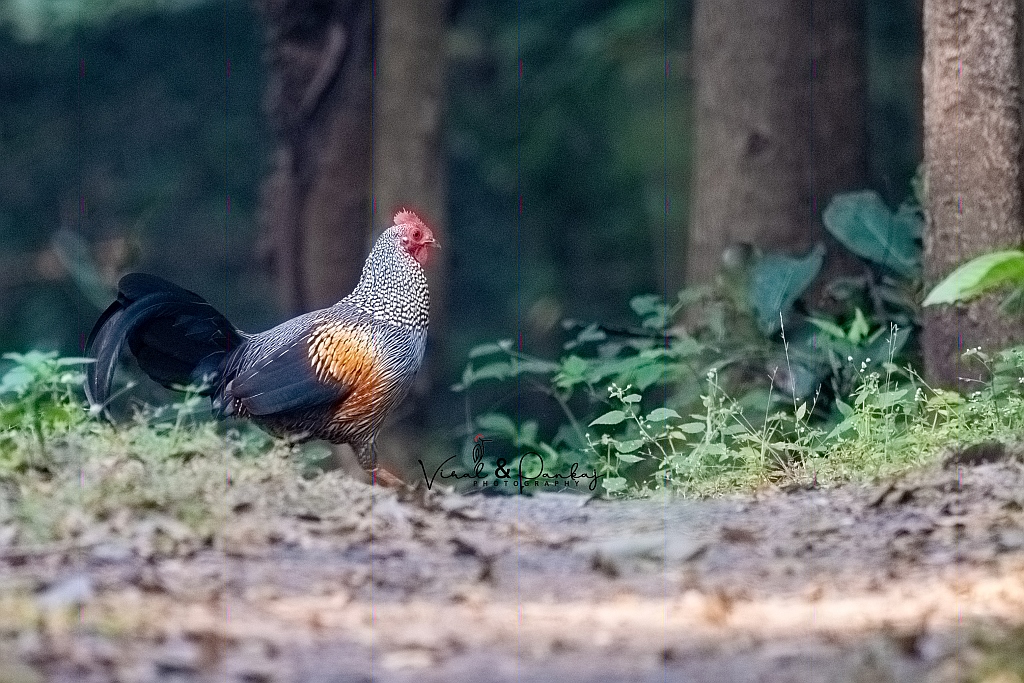 Grey Junglefowl